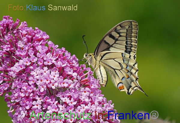 Copyright AiF - Klaus Sanwald Bild zum Eintrag (101017-160)