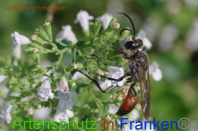 © Artenschutz in Franken® Bernhard Schmalisch Bild zum Eintrag (1010195-160)