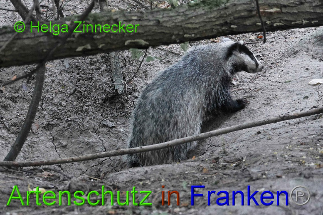 © Artenschutz in Franken® Helga Zinnecker Bild zum Eintrag (1010207-160)