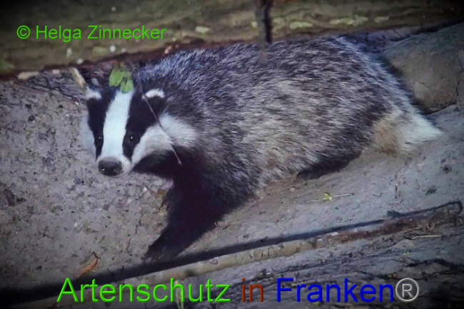 © Artenschutz in Franken® Helga Zinnecker Bild zum Eintrag (1010208-160)