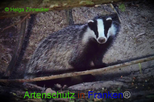 © Artenschutz in Franken® Helga Zinnecker Bild zum Eintrag (1010213-160)
