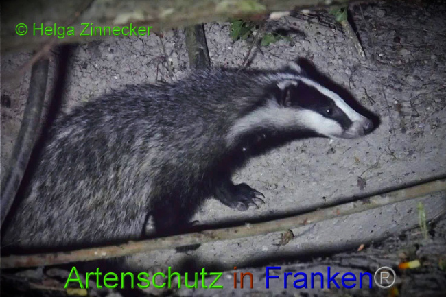 © Artenschutz in Franken® Helga Zinnecker Bild zum Eintrag (1010214-160)