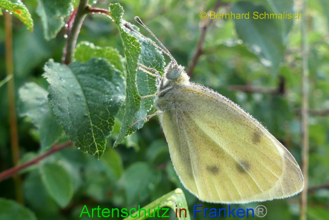 © Artenschutz in Franken® Bernhard Schmalisch Bild zum Eintrag (1010337-160)