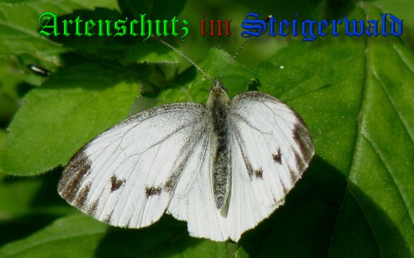 Copyright AiS- Albert Meier Bild zum Eintrag (1010339-160)