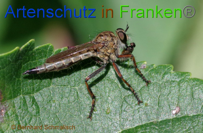 © Artenschutz in Franken® Bernhard Schmalisch Bild zum Eintrag (1010394-160)