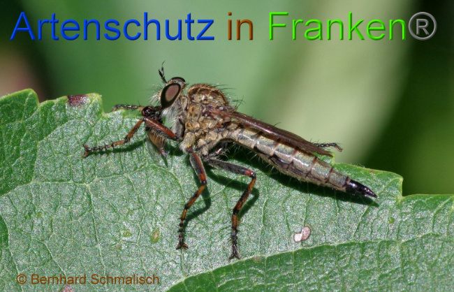 © Artenschutz in Franken® Bernhard Schmalisch Bild zum Eintrag (1010395-160)