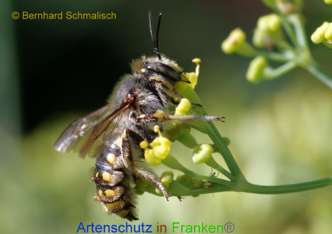 © Artenschutz in Franken® Bernhard Schmalisch Bild zum Eintrag (1010541-160)