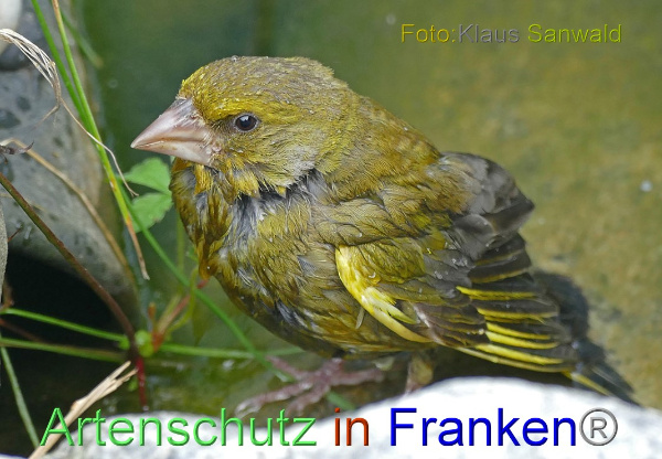 Copyright AiF - Klaus Sanwald Bild zum Eintrag (101078-160)