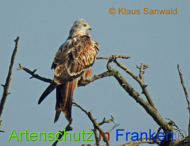 © Artenschutz in Franken® © Klaus Sanwald Bild zum Eintrag (1010991-160)