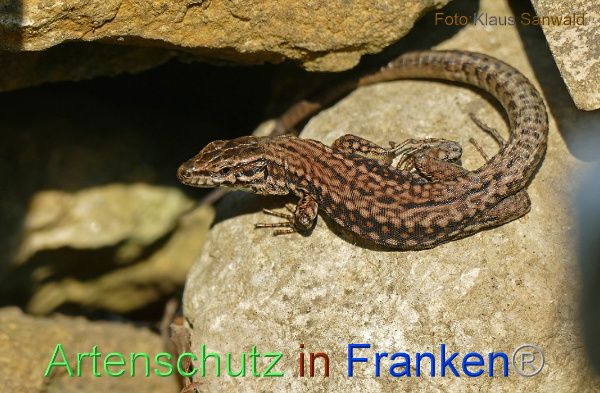 Copyright AiF - Klaus Sanwald Bild zum Eintrag (101109-160)