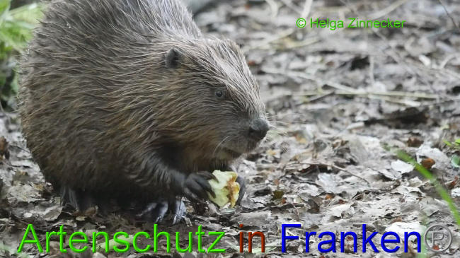 © Artenschutz in Franken® Helga Zinnecker Bild zum Eintrag (1011230-160)