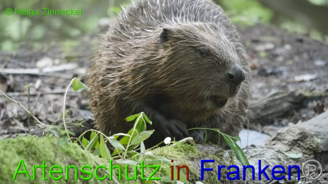 © Artenschutz in Franken® Helga Zinnecker Bild zum Eintrag (1011231-160)