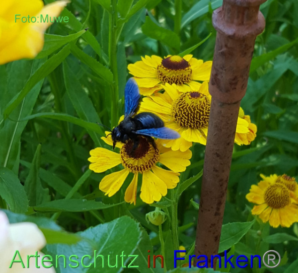 Copyright AiF - Muwe Bild zum Eintrag (101124-160)