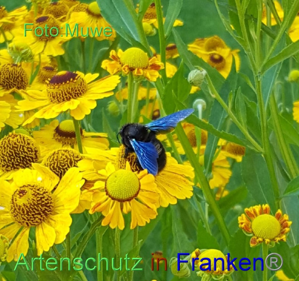 Copyright AiF Muwe Bild zum Eintrag (101126-160)