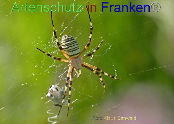 Copyright AiF - Klaus Sanwald Bild zum Eintrag (101165-160)