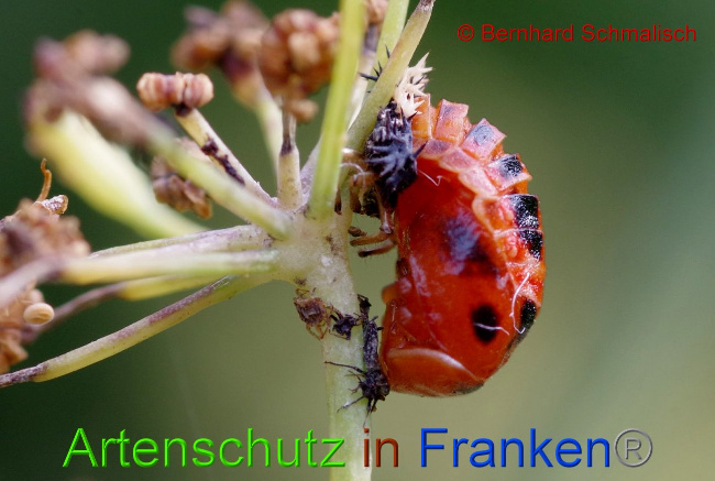 © Artenschutz in Franken® Bernhard Schmalisch Bild zum Eintrag (1011651-160)