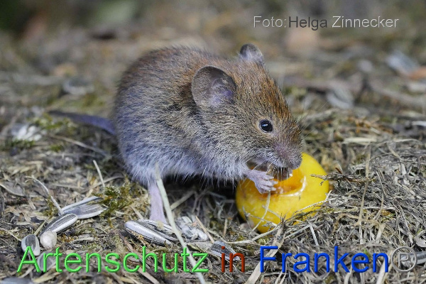 Copyright AiF - Helga Zinnecker Bild zum Eintrag (101169-160)