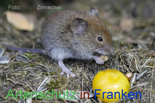 Copyright AiF - Helga Zinnecker Bild zum Eintrag (101174-160)
