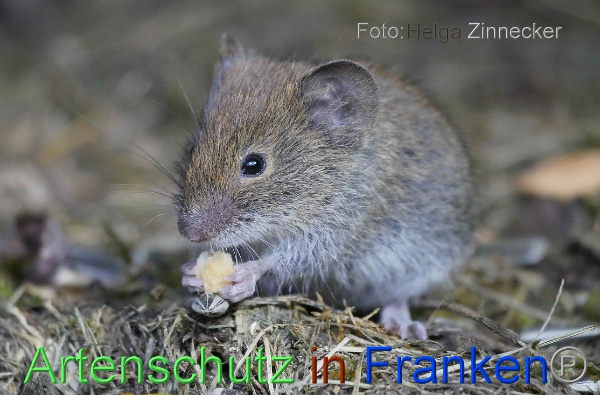 Copyright AiF - Helga Zinnecker Bild zum Eintrag (101175-160)