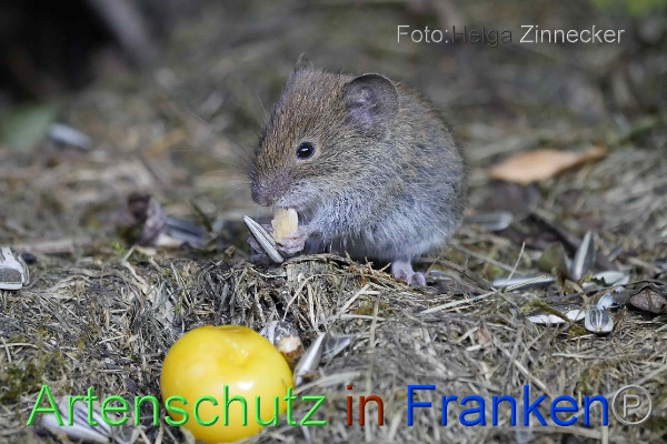Copyright AiF - Helga Zinnecker Bild zum Eintrag (101176-160)