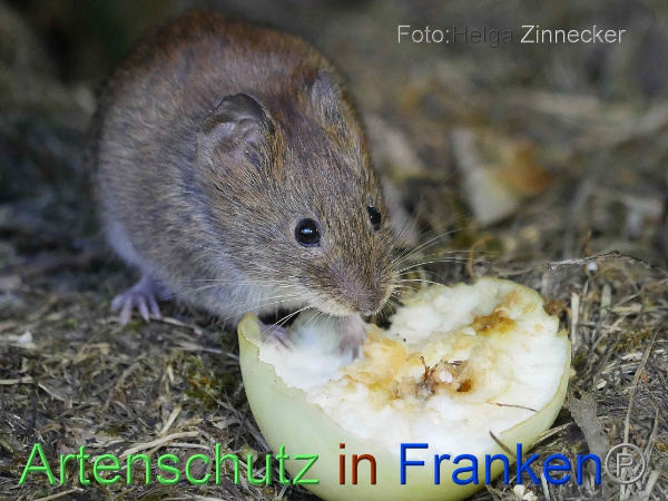 Copyright AiF - Helga Zinnecker Bild zum Eintrag (101180-160)