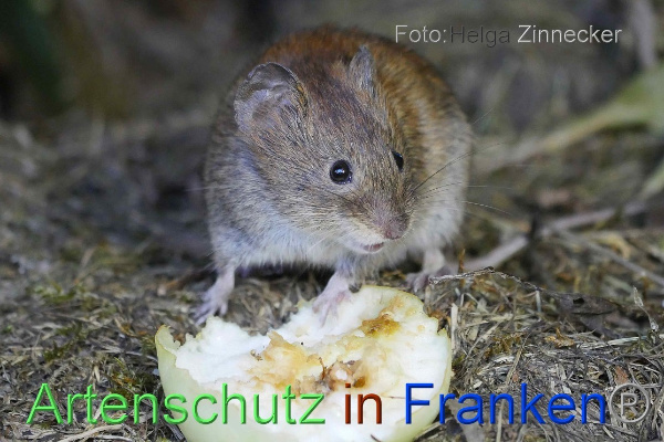 Copyright AiF - Helga Zinnecker Bild zum Eintrag (101181-160)