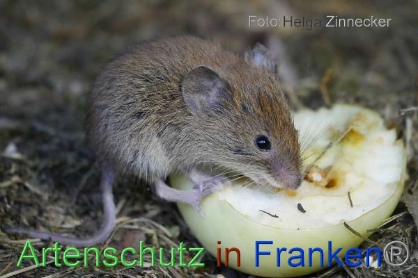 Copyright AiF - Helga Zinnecker Bild zum Eintrag (101182-160)