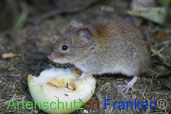 Copyright AiF - Helga Zinnecker Bild zum Eintrag (101183-160)