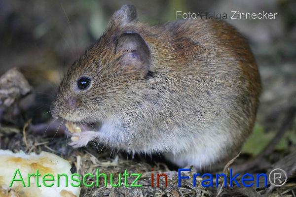 Copyright AiF - Helga Zinnecker Bild zum Eintrag (101184-160)