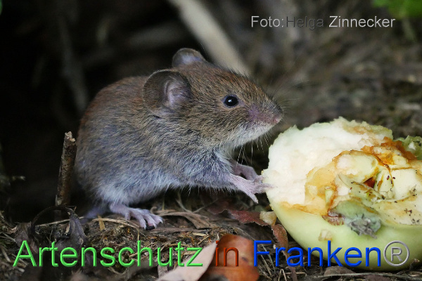 Copyright AiF - Helga Zinnecker Bild zum Eintrag (101185-160)