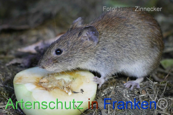 Copyright AiF - Helga Zinnecker Bild zum Eintrag (101187-160)