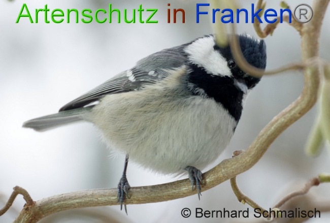 © Artenschutz in Franken® Bernhard Schmalisch Bild zum Eintrag (1012122-160)