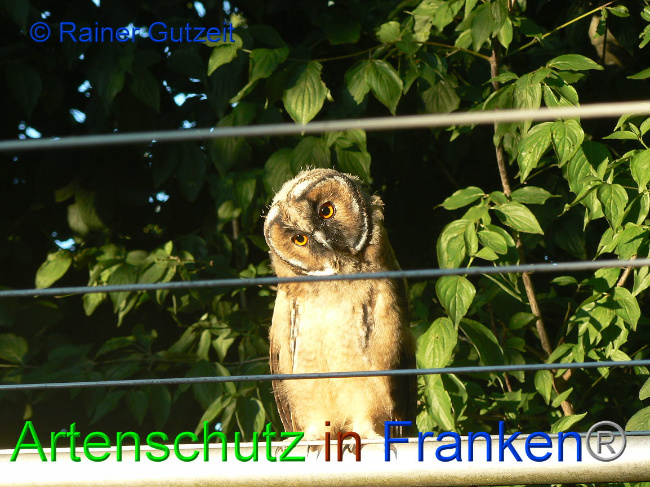 © Artenschutz in Franken® - Rainer Gutzeit Bild zum Eintrag (1012697-160)