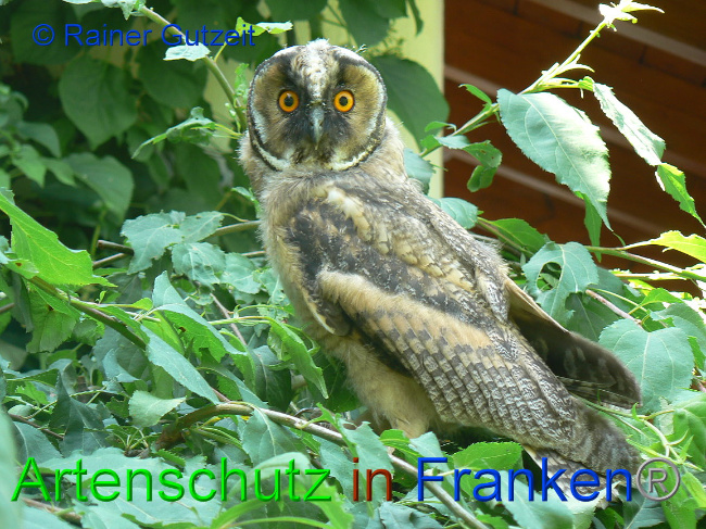 © Artenschutz in Franken® - Rainer Gutzeit Bild zum Eintrag (1012698-160)