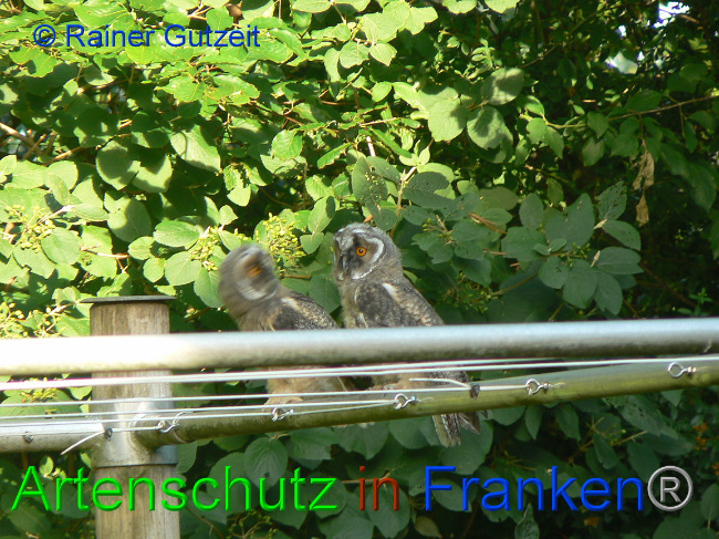 © Artenschutz in Franken® - Rainer Gutzeit Bild zum Eintrag (1012699-160)