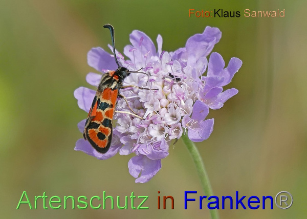 Copyright AiF - Klaus Sanwald Bild zum Eintrag (101271-160)
