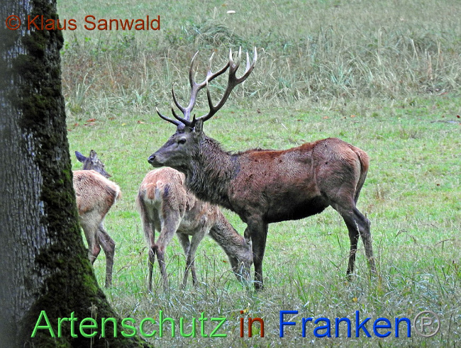 © Artenschutz in Franken® Klaus Sanwald Bild zum Eintrag (1012929-160)
