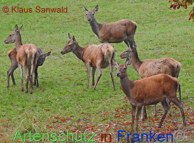 © Artenschutz in Franken® Klaus Sanwald Bild zum Eintrag (1012930-160)