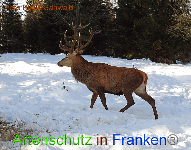 © Artenschutz in Franken® - Klaus Sanwald Bild zum Eintrag (1012932-160)
