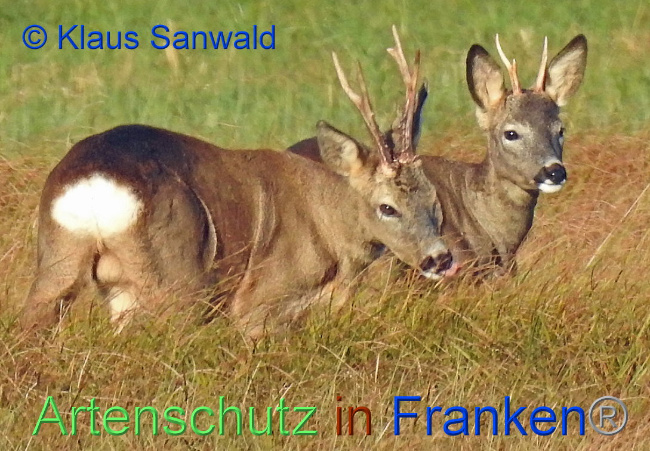 © Artenschutz in Franken® KLaus Sanwald Bild zum Eintrag (1013468-160)
