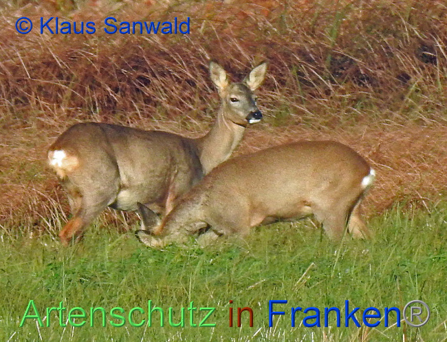 © Artenschutz in Franken® KLaus Sanwald Bild zum Eintrag (1013470-160)