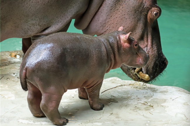 © Foto: Timo Deible/Zoo Karlsruhe Bild zum Eintrag (1013659-160)