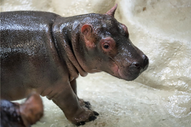 © Foto: Timo Deible/Zoo Karlsruhe Bild zum Eintrag (1013660-160)