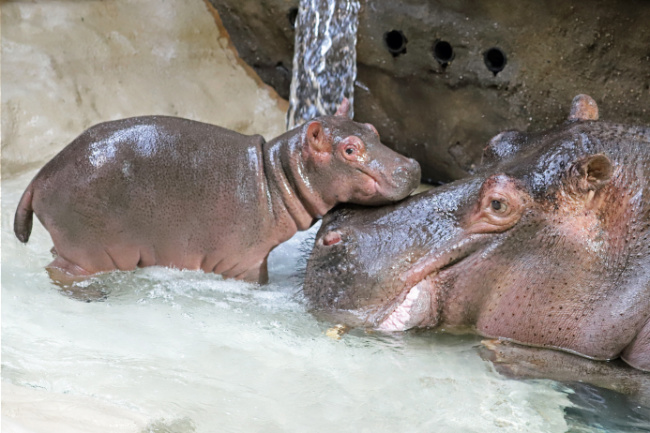 © Foto: Timo Deible/Zoo Karlsruhe Bild zum Eintrag (1013661-160)