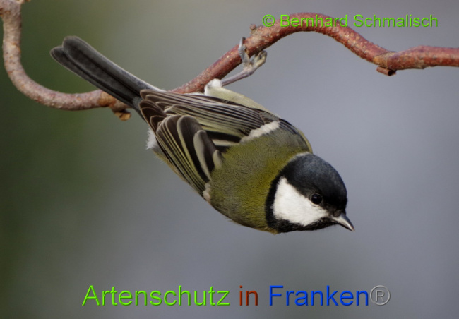 © Artenschutz in Franken® Bernhard Schmalisch Bild zum Eintrag (1013965-160)