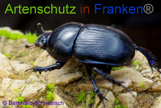© Artenschutz in Franken® Bernhard Schmalisch Bild zum Eintrag (1014442-160)
