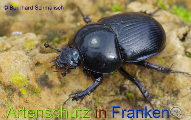 © Artenschutz in Franken® Bild zum Eintrag (1014462-160)