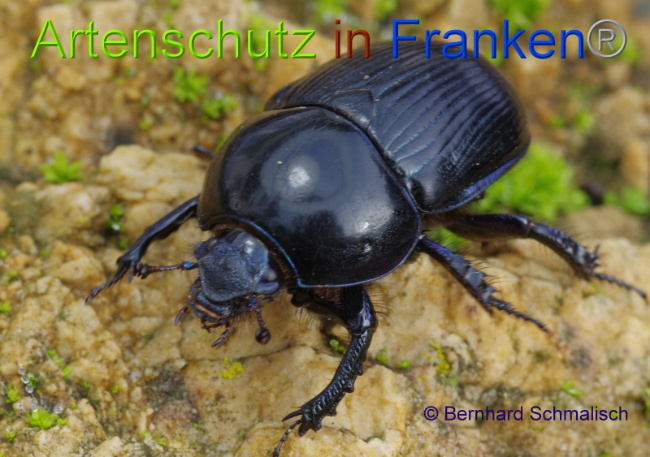 © Artenschutz in Franken® Bild zum Eintrag (1014463-160)
