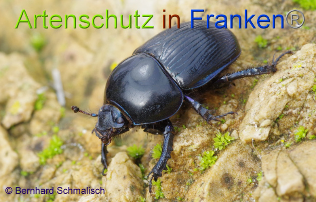 © Artenschutz in Franken® Bild zum Eintrag (1014464-160)