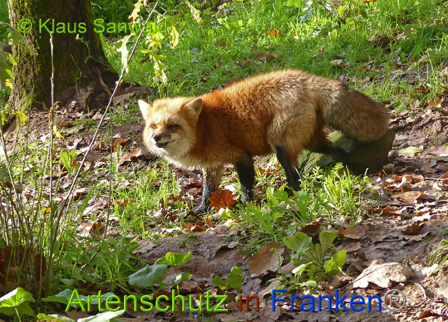© Artenschutz in Franken® Klaus Sanwald Bild zum Eintrag (1014479-160)